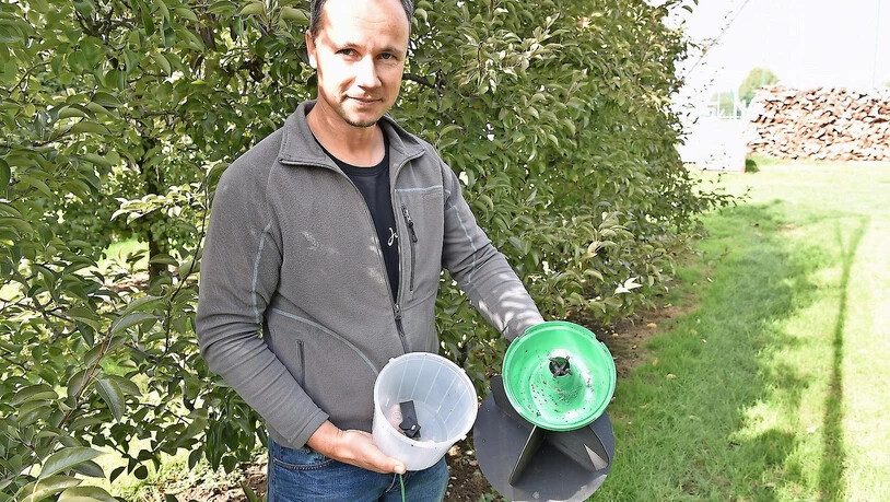 Vorsorge: Obstbauer Stefan Bächli zeigt eine Falle für die Marmorierte Baumwanze.