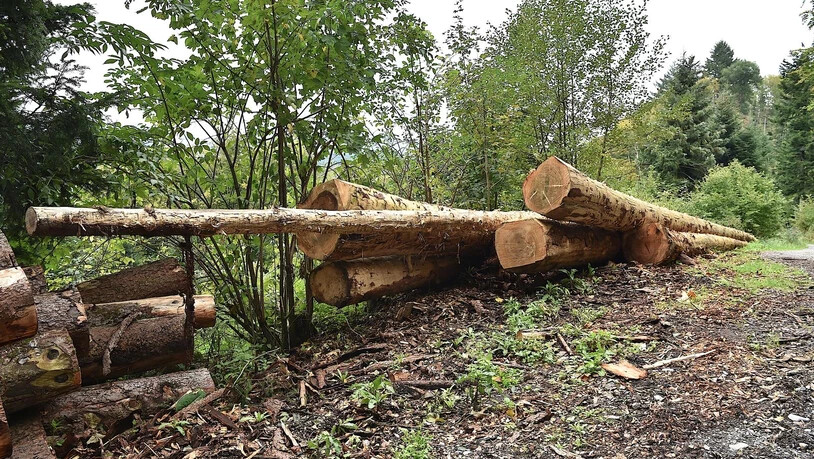 Weil so viele Bäume gefällt werden müssen, droht der Holzmarkt zusammenzubrechen. 