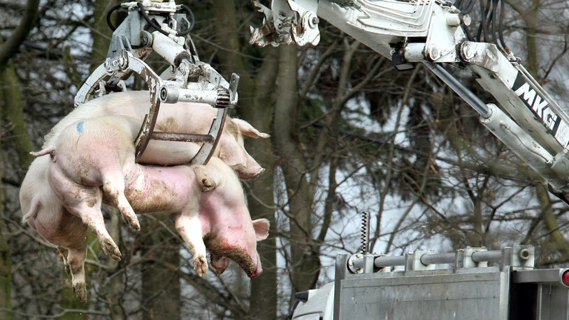 Belgien stuft die Gefahr vor der Afrikanischen Schweinepest herab. Das Landwirtschaftsministerium lockerte Massnahmen im Kampf gegen die Tierseuche. (Symbolbild)