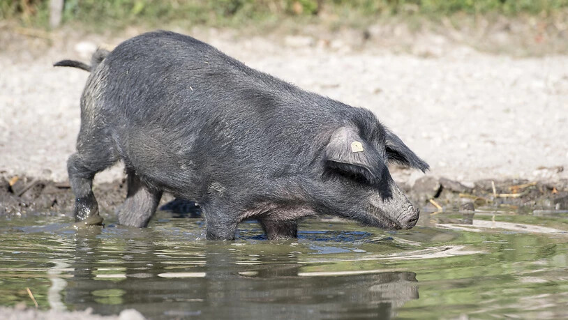 Eines der zwei schwarzen Alpenschweine vergnügt sich im Tierpark Goldau.