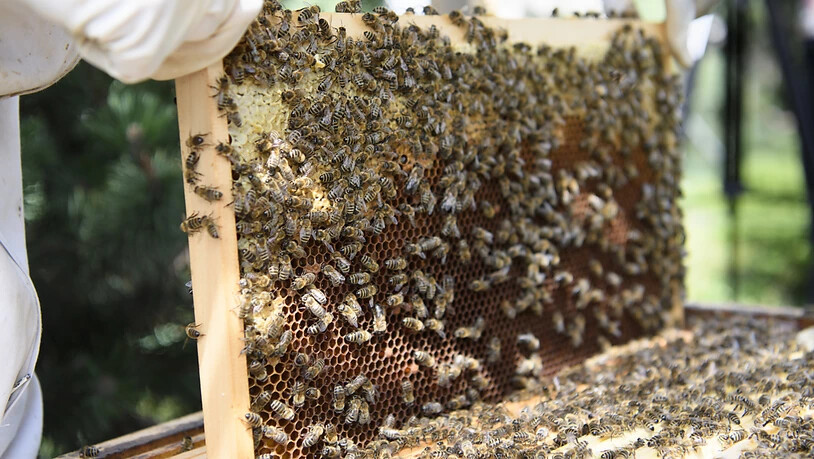 Waren Bienen mit einem für sie gesundheitsschädlichen Insektizid in Kontakt? Das ist für Imker oft erst zu erkennen, wenn es zu spät ist. Forschende arbeiten daher an einem Früherkennungstest. (Archivbild)
