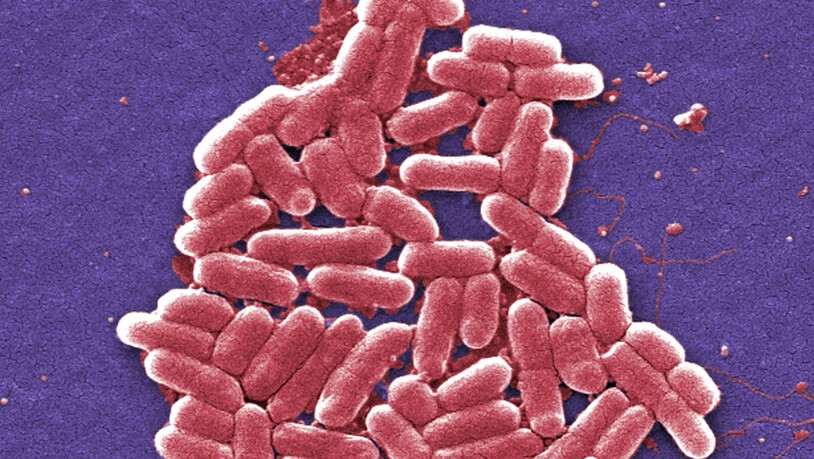 Im französischen Rohmilchkäse "Reblochon de Savoie Fermier le grand Bornand" wurden Bakterien nachgewiesen, die Magen-Darm-Erkrankungen und in schweren Fällen zu dauerhaften Nierenschädigungen führen können. (Symbolbild)