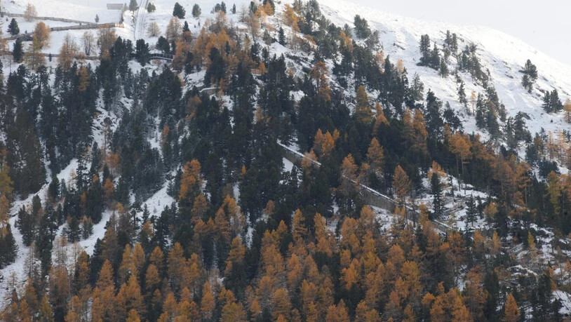 Am Hang des Muottas Muragl hat Sturm Vaia Hunderte Bäume umgeworfen.