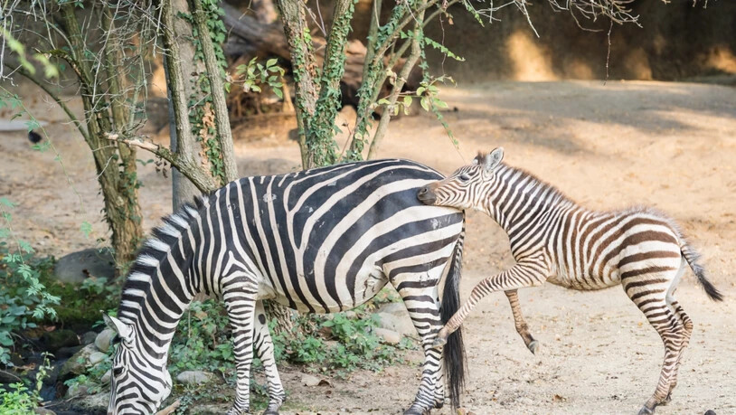 Zebrafohlen Pageri erkundet die Aussenanlage im Zoo Basel.