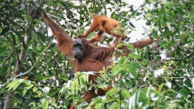 Dringend notwendig: In der Suaq-Forschungsstation im Dschungel Sumatras erforscht die Uni Zürich Orang-Utans und schützt deren Lebensraum.