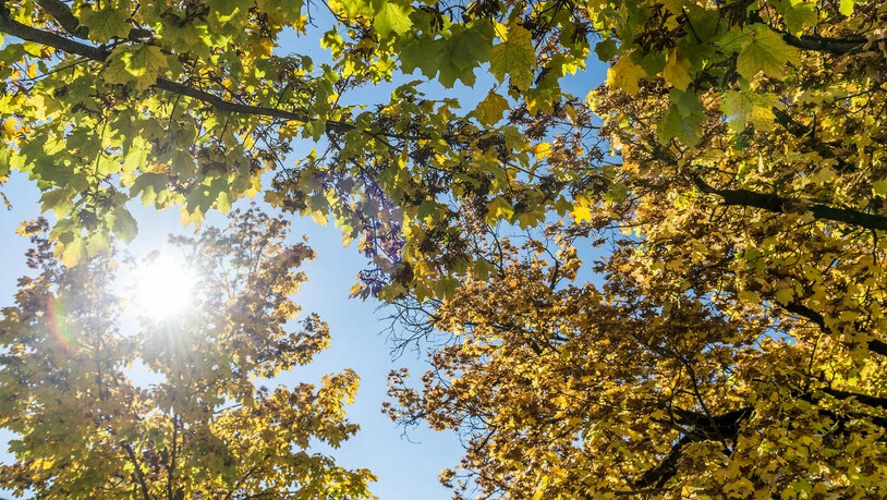 Der Herbst zeigt sich auch im November von seiner goldenen Seite.