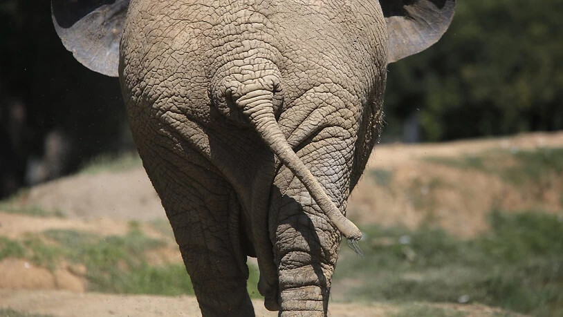 Im Zoo von Johannesburg lebt nur noch ein einzelner Elefant. (Archivbild)