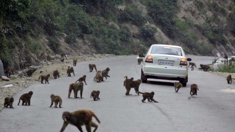 In Indien leben rund 50 Millionen Affen, der Verlust ihres natürlichen Lebensraums lässt sie immer weiter in die Städte vordringen. (Archivbild)