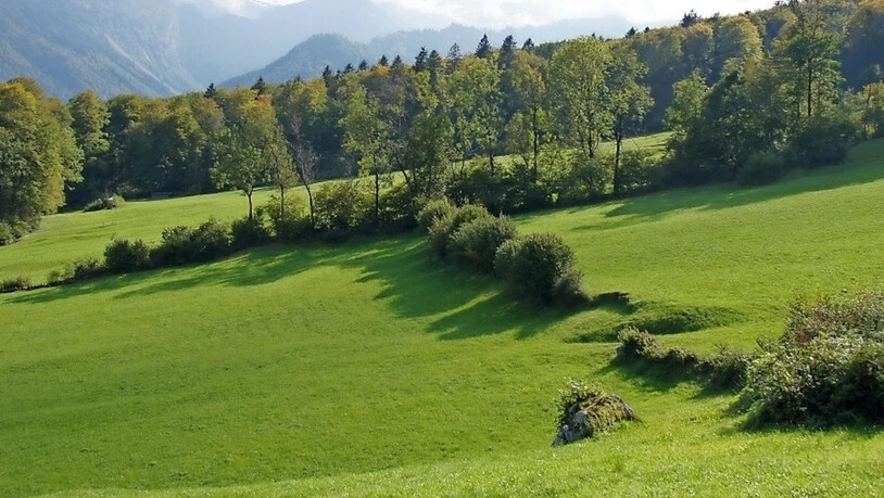 Bereicherung der Landschaft: Hecken bieten Lebensraum und schützen den Boden vor Erosion durch Wind. 