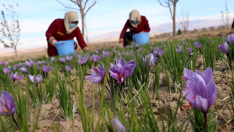 Safran-Ernte in Afghanistan. Forscher untersuchen, ob bestimmte Bakterien die Zwiebeln der Pflanzen vor Fäulnis schützen können. (Themenbild)