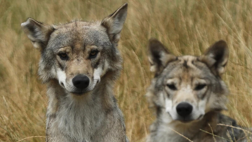 In Graubünden hat sich ein zweites Wolfsrudel gebildet. (Symbolbild)