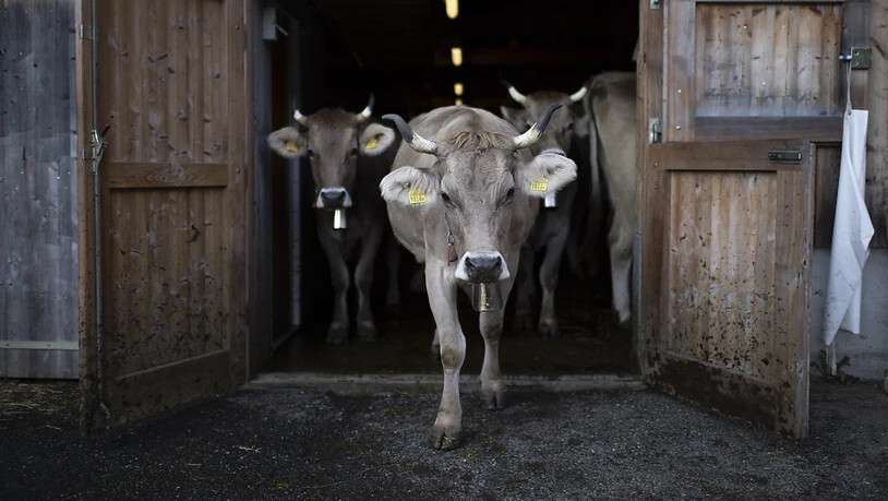 Schweizer Volk will Kühe mit und ohne Hörner
