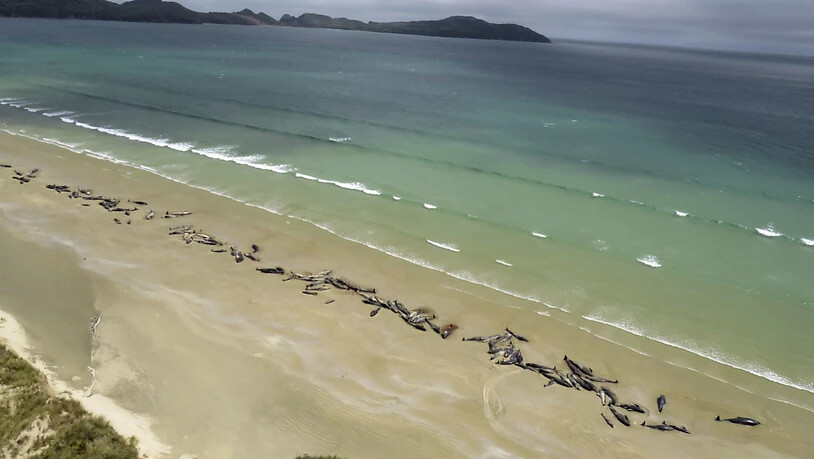 In Neuseeland wurden am Wochenende mehrere Dutzend Grindwale am Strand entdeckt.