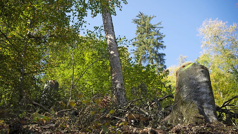 In der Schweiz gehört der Wald fast 250'000 Eigentümerinnen und Eigentümern, wie eine Analyse des Bundesamtes für Umwelt zeigt.