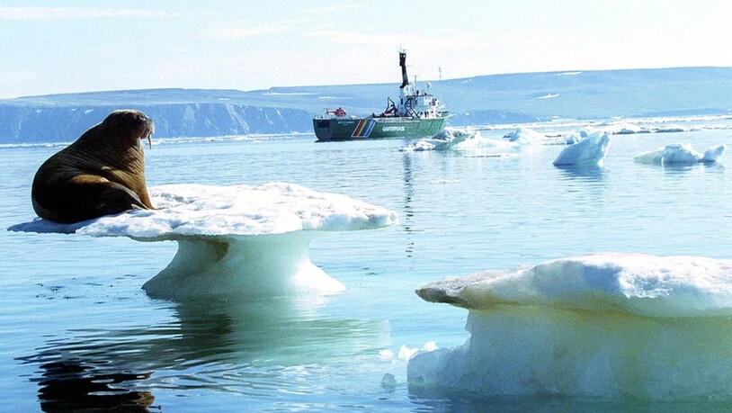 Ein Walross auf schmelzendem Eis in der Arktis - die US-amerikanische Ozean- und Klimabehörde NOAA schlägt angesichts der Erwärmung der Arktis Alarm. (Archivbild)