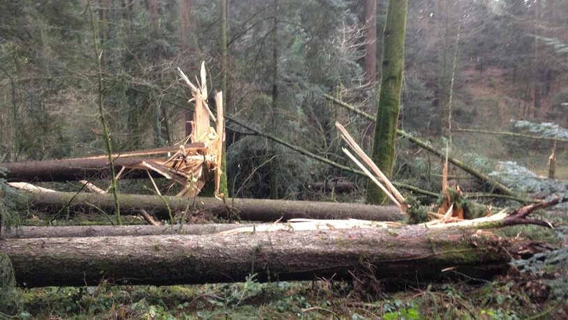 Aufgrund diverser Stürme haben die Waldbesitzer zurzeit Mühe, ihr Holz loszuwerden.