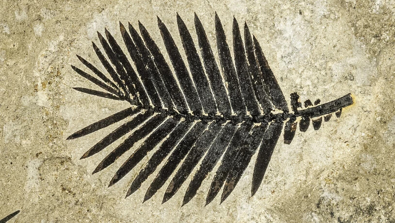 Blattwedel eines Palmfarns, 145 Millionen Jahre alt.