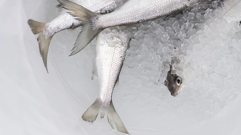 Immer weniger Felchen werden aus dem Bodensee gefischt. Nun fällt erstmals seit 1964 der Laichfischfang aus, mit dem die Bestände erhöht werden konnten. (Symbolbild KEYSTONE/Gian Ehrenzeller)