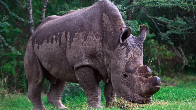 Verlierer: Sudan, das letzte Männchen der Unterart Nördliches Breitmaulnashorn, starb im März. Nun soll es ein Nashornbaby aus dem Labor geben. (Archivbild)