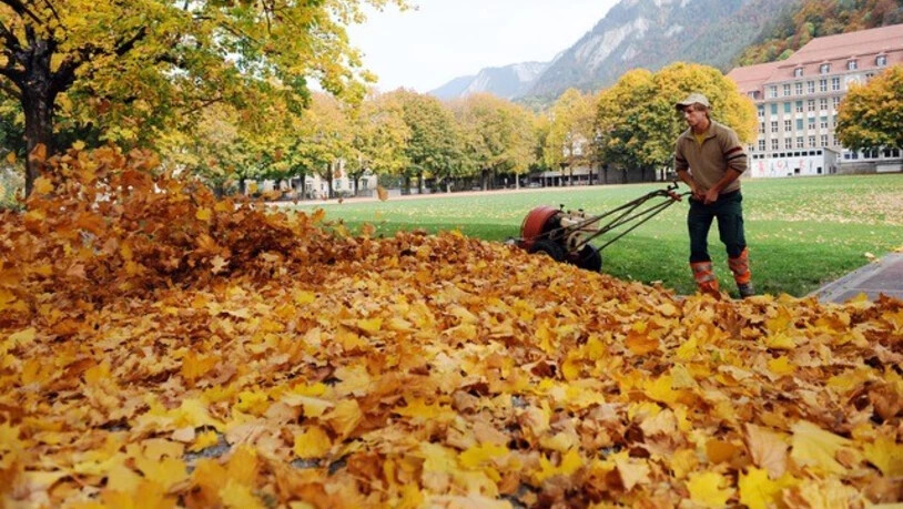 Herbstlicher Blätterfall – wer räumt das Laub weg
