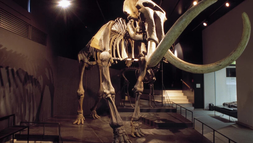 Ein Mammut-Skelett aus der zoologischen Sammlung der Universität Zürich. (Archivbild)