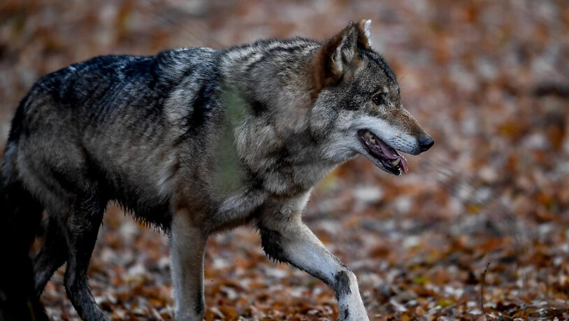 Genetische Untersuchen zeigen: Es war ein Wolf, der Ende November im thurgauischen Berg mehrere Schafe riss und verletzte (Archivbild)