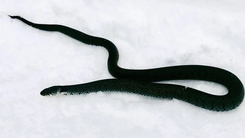 Diese Schlange war im Maienfelder Schnee unterwegs.