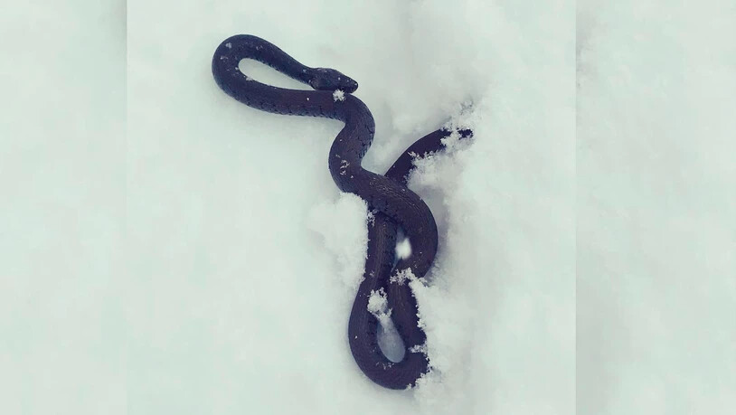 Mit der Aktion wurde der Schlange das Leben gerettet. Sie sollte eigentlich in der Winterstarre sein.