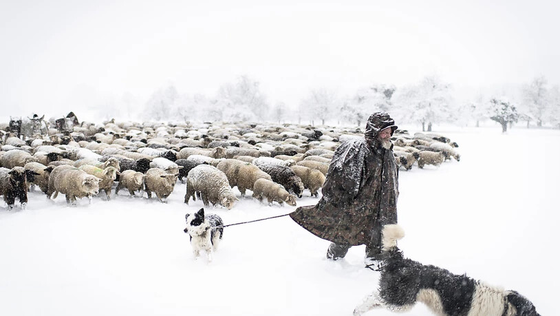 Seit 27 Jahren ist Franco Vitali als Wanderhirte unterwegs. Die Zahl der Hirten, die mit ihren Schafen in den Wintermonaten durch das Unterland ziehen, nimmt jedes Jahr ab. (KEYSTONE/Gian Ehrenzeller)
