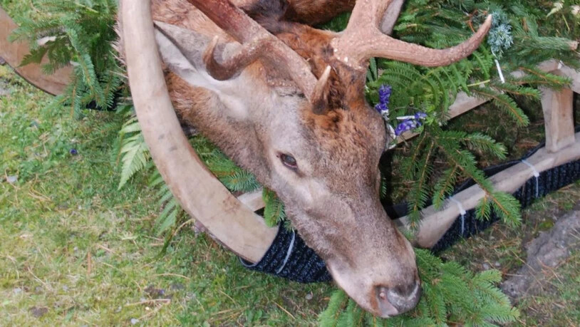 Weidmannsheil: Die Glarner Jäger präsentieren im «Schützenhaus» Glarus ihre Jagdtrophäen.