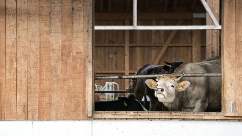 Schöne Aussichten: Der Konsum von Bioprodukten steigt in der Schweiz langsam aber stetig. Rinder eignen sich besonders gut für die biologische Haltung - und rentieren erst noch am besten. (Archiv)