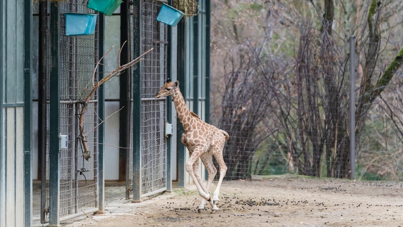 Wegen der Kälte bleiben die Giraffen im Winter jedoch nicht sehr lange draussen.