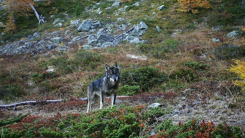 Paarungen zwischen Wolf und Hund mit Nachwuchs scheinen in den Schweizer Alpen kaum vorzukommen. Unter den drei bekannten Wolfsrudeln gibt es einer Studie zufolge keine Mischlinge. (Archivbild)