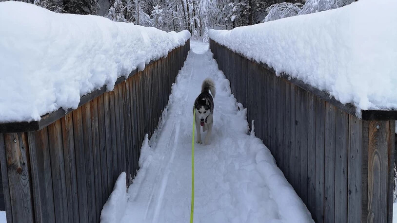Hund Jack auf verschneiter Brücke im Linthal.
