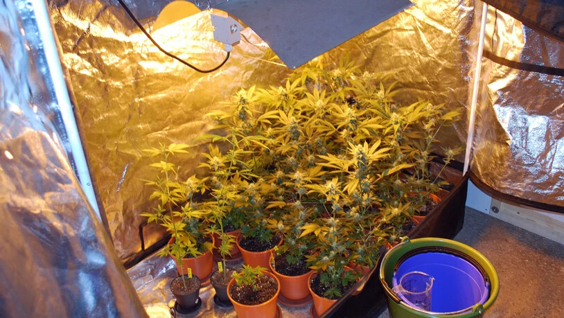 Bei einer Hausdurchsuchung in Nebikon LU stiessen die Polizisten in einer Scheune auf eine Indoor-Hanfanlage mit 80 Pflanzen.