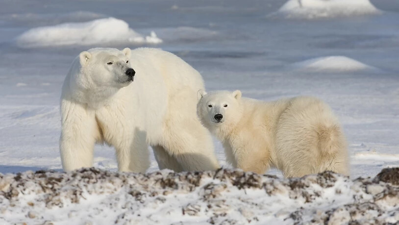 Dutzende von Eisbären sind den Behörden zufolge auf der sibirischen Arktis-Insel Nowaja Semlja in Wohnhäuser und öffentliche Gebäude eingedrungen. (Symbolbild)