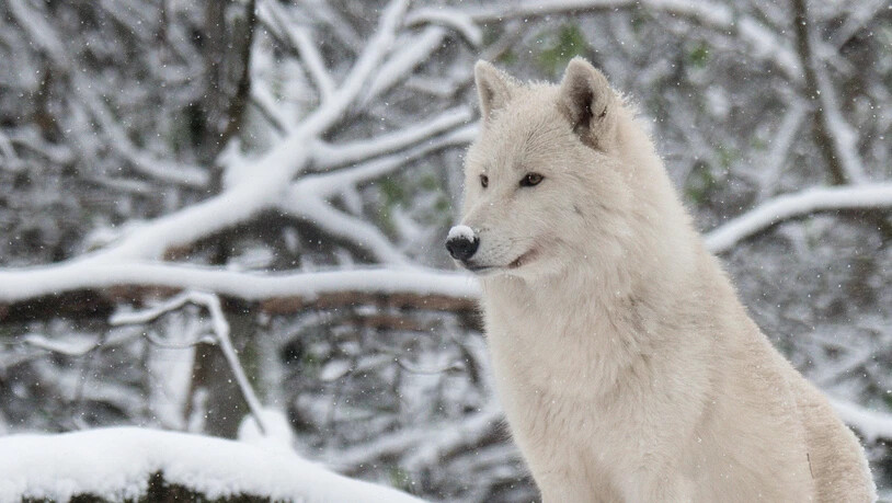 Die Umweltkommission will bei der Lockerung des Wolfsschutzes weiter gehen als der Bundesrat und der Ständerat. Luchse und Biber will sie dagegen verschonen.