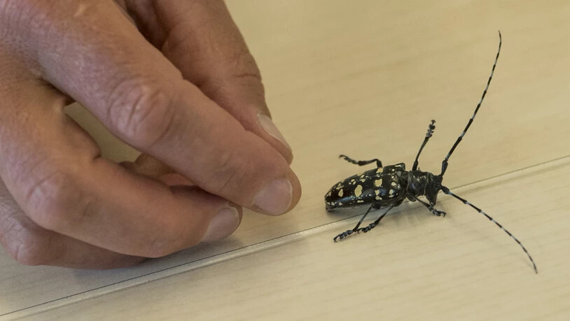So sieht der Käfer aus Asien aus.