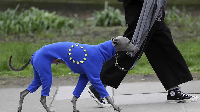Auch der Hund muss ran: Vierbeiner im europäischen Ganzkörperanzug.