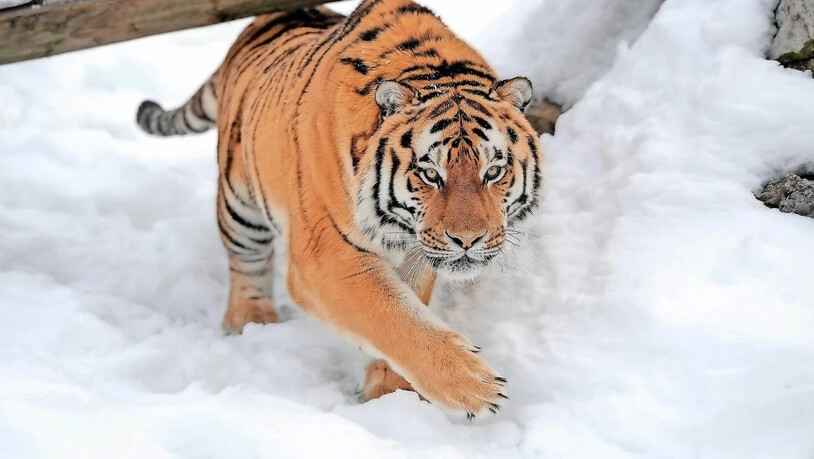 Soll schon bald durch den Aroser Schnee streifen: Ein sibirischer Tiger.