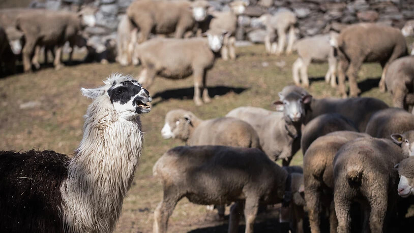 Eine Möglichkeit, Schafe vor dem Wolf zu schützen, sind Lamas. Die Älpler bleiben aber auf einem guten Teil der Mehrkosten, die solche Schutzmassnahmen verursachen, sitzen. (Archivbild)