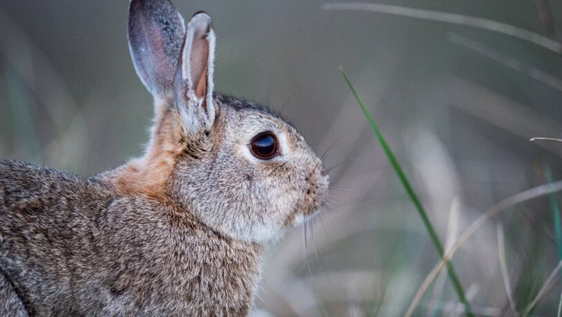 Viele Kinder wünschen sich zum Osterfest einen "echten Osterhasen". Kaninchen seien aber keine Ostergeschenke, schreibt die Tierschutzorganisation Peta Schweiz. (Archivbild)