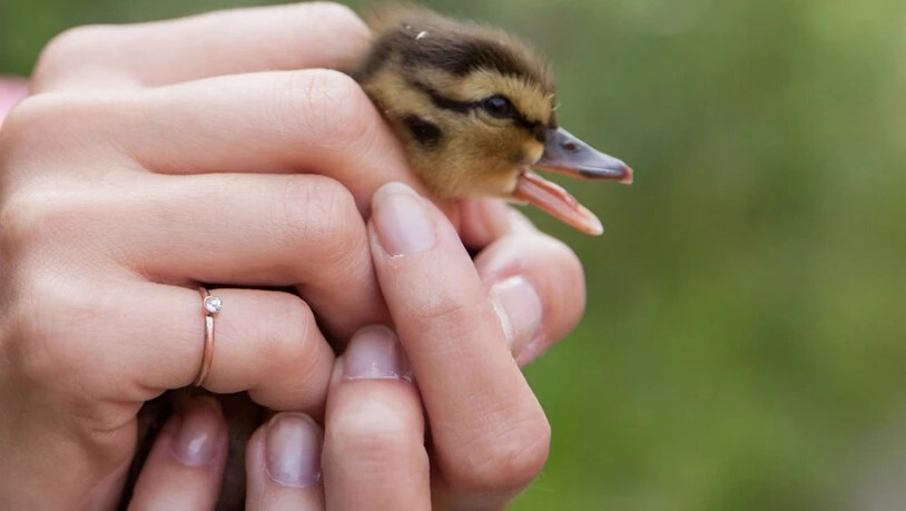 Um einen Jungvogel an einen sicheren Ort zu transportieren, darf man ihn ruhig auch mit blossen Händen anfassen. Die Eltern kümmern sich danach weiter um den Jungvogel, bis er selbstständig ist.
