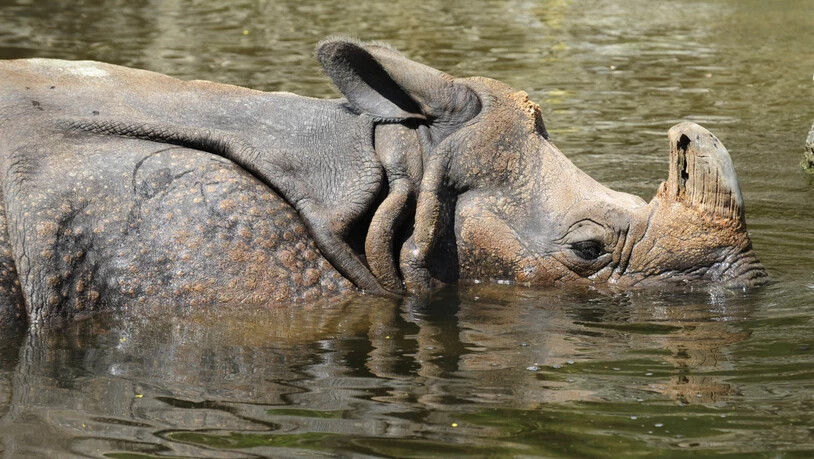 Ein seltenes Nashorn hat in Nepal einen Angler getötet. Der 46-Jährige hatte am Montagabend (Ortszeit) am Rande des Chitwan-Nationalparks in einem Fluss geangelt und war auf dem Heimweg, als ihn das Tier angriff. (Symbolbild)