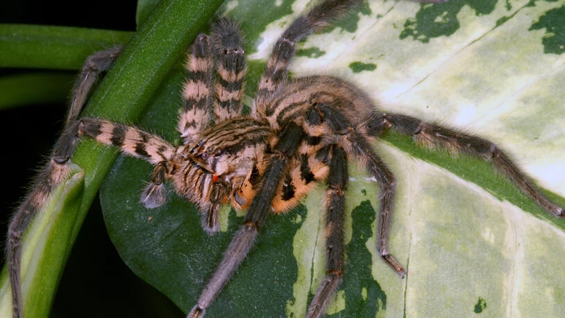 Cupiennius salei ist in Zentralamerika heimisch und eine der am besten erforschten Spinnenarten. Ihr Gift stellt sich als raffinierter Cocktail aufeinander abgestimmter Komponenten heraus.