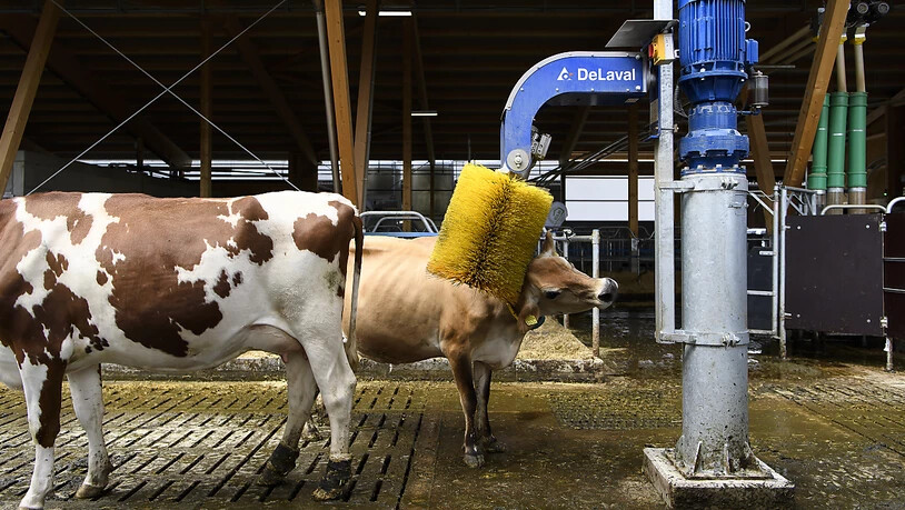 Das tut gut: eine Kuh lässt sich im neuen Stall am Inforama Rütti von einer Kuhbürste den Nacken kratzen.