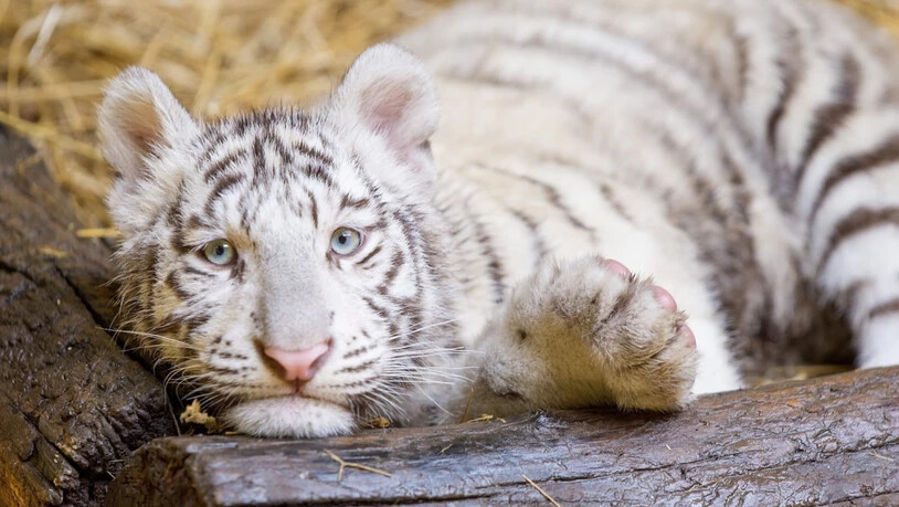 Weiss statt goldgelb: Die ungewöhnliche Farbe entsteht bei Tigern wegen einer seltenen Genmutation, die vor allem bei in Gefangenschaft geborenen Tieren der Art vorkommt. (Symbolbild)
