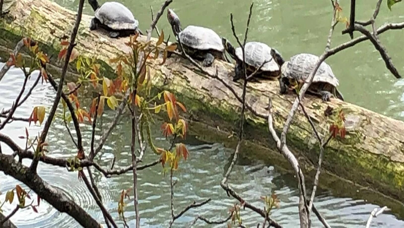 Die Schildkröten geniessen die frischen Sonnenstrahlen. 