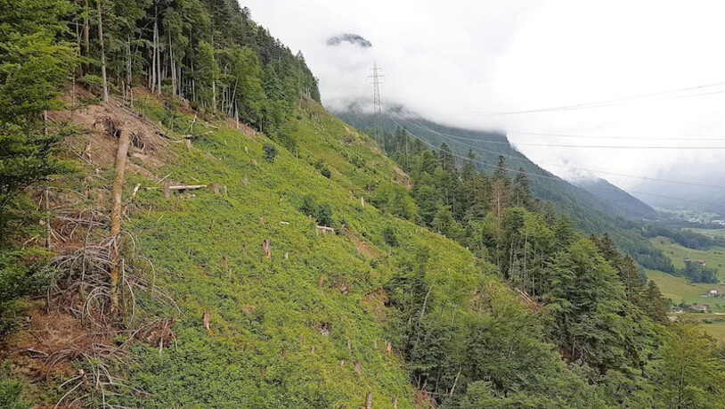 Gerodet und nicht nachgewachsen: Swissgrid hilft dem Wald in der Niederhalteschneise ob Diesbach beim Wachsen nach.