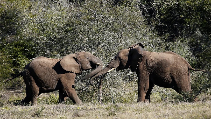 Wilderei setzt den Elefanten in Afrika weiterhin stark zu. Das Überleben der Dickhäuter bleibt gefährdet. (Archivbild)